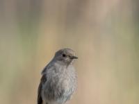 Hausrotschwanz Weibchen